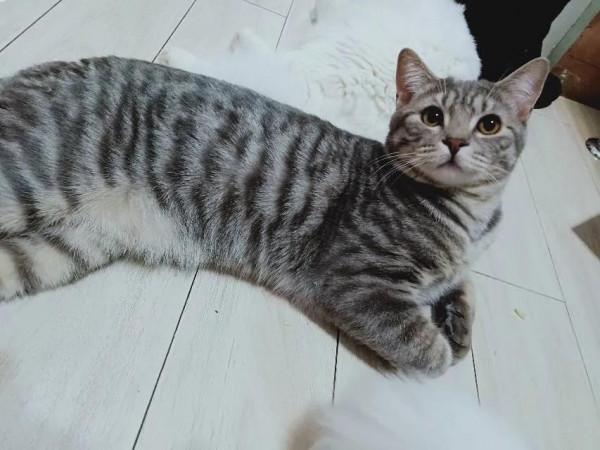 世界上最好養的貓(美短) 世界上最好養的貓(美短)