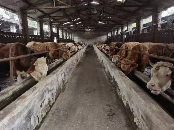 三農觀察特稿｜金牧糧草承載“飼草皇后”的鄉村振興夢