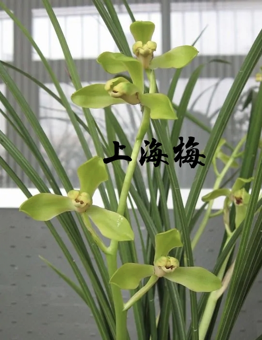 為什麼很多人養花養不活