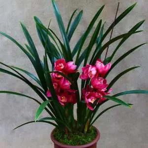 分享圖片：大紅精品蘭花66款