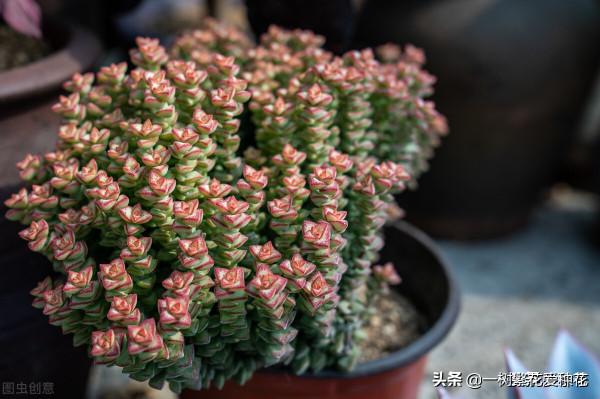 多肉常見問題：化水、黑腐、病蟲害，大家發圖，我來診斷和治療