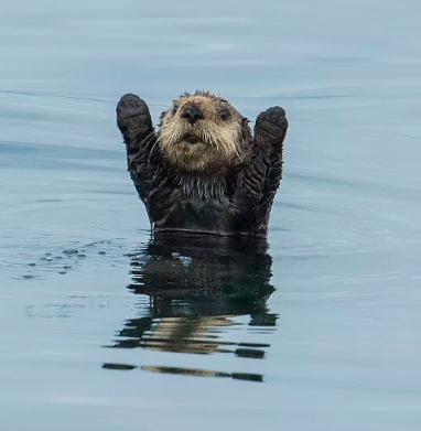 海獺蠢萌的外表下,隱藏了可怕的繁殖過程,是不折不扣的黑暗王者 海獺蠢萌的外表下,隱藏了可怕的繁殖過程,是不折不扣的黑暗王者