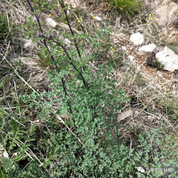 唐松草、藏藥清熱解毒，“土黃連”之一