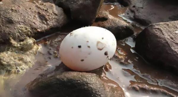 山東大姐海邊養鴨，醃製鹹鴨蛋絕境逢生，如今年收入幾千萬