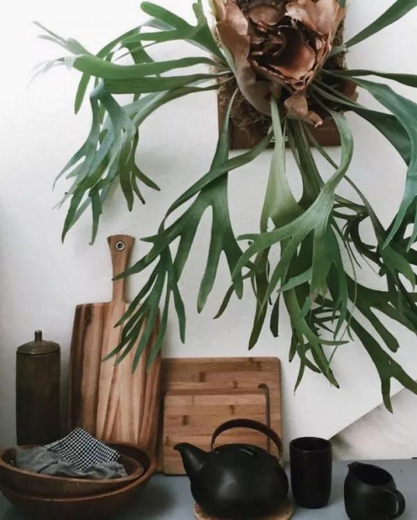 盤點10種常見的高格調家居綠植