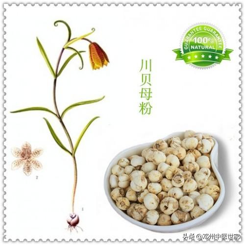 藥性歌括四百味，貝母