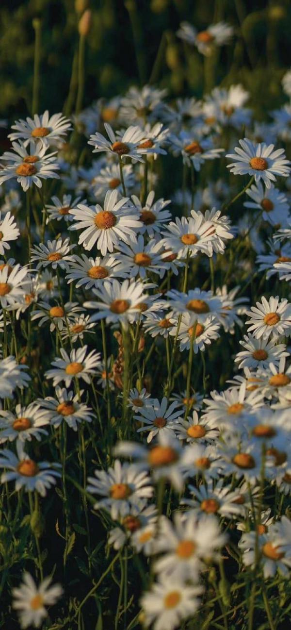 做事很有原則，比較有人格魅力的星座