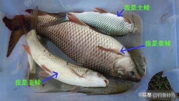 如何釣泰鯪？介紹自己一直使用的私家配方，或許能讓你拉到手抽筋