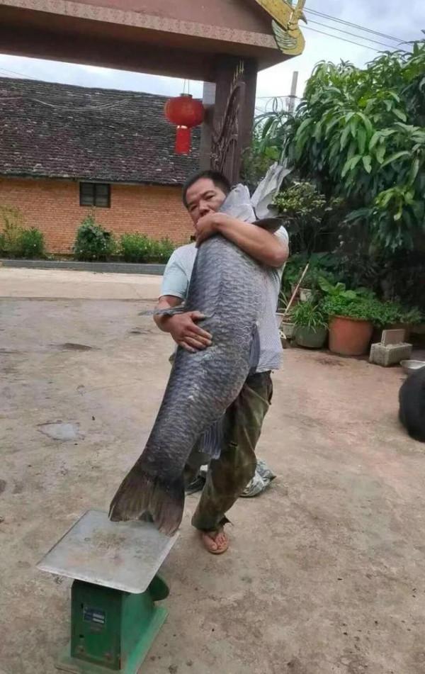 安徽一男子釣上“青魚王”，差不多和人一樣高，用了幾百斤的窩料