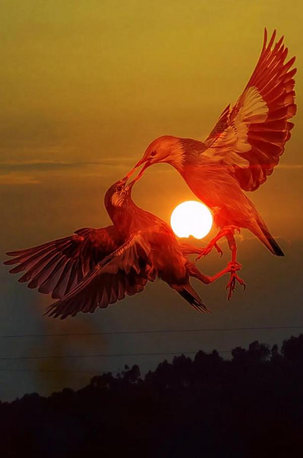 分享圖片一一比翼雙飛鳥