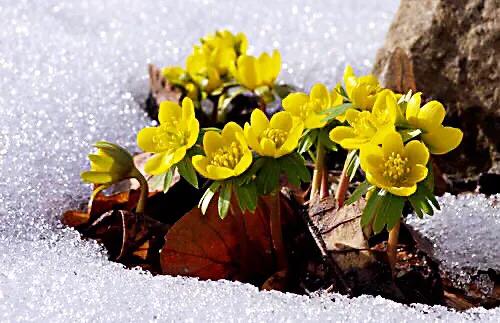 冬菟葵～頂生一朵黃花，花期冬季至早春