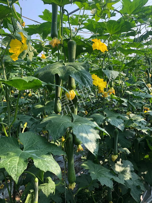 這個絲瓜怎麼種都優秀！賣價和產量都很高