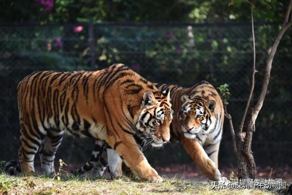 福虎開心驛站「 i 老虎 you」