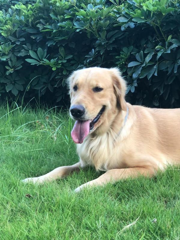 金毛的“人性化”行為,擊中你的小心靈 金毛的“人性化”行為,擊中你的小心靈