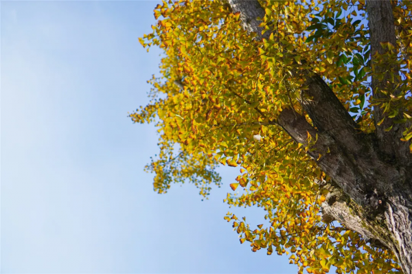 大佛腳下的慢生活丨探尋嘉定坊 感受古韻味 大佛腳下的慢生活丨探尋嘉定坊 感受古韻味