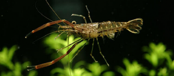 圖鑑：我國增殖放流允許的主要淡水魚類&mdash;&mdash;廣佈種21種