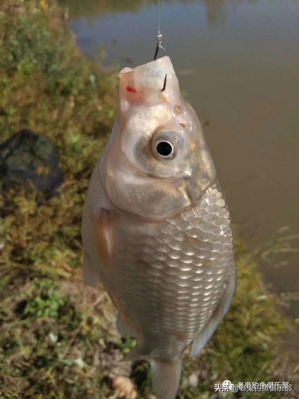 殺坑三角炮釣鯽魚，連竿狂拉
