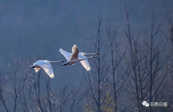 日照 · 冬 · “溼地精靈”​ 日照 · 冬 · “溼地精靈”​
