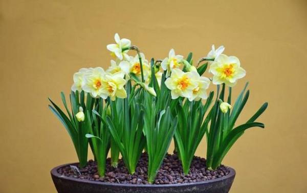 這些顏值高又好打理的植物卻不適合室內盆栽,切勿輕易入手 這些顏值高又好打理的植物卻不適合室內盆栽,切勿輕易入手