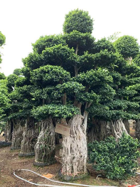 小葉榕樹的栽培技術和管理