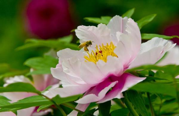 夏季牡丹花乾枯,是4點養護不當,做好後葉綠苗壯來年開花多 夏季牡丹花乾枯,是4點養護不當,做好後葉綠苗壯來年開花多