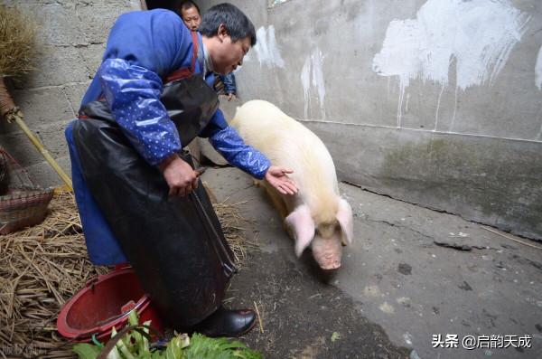 繼“禁炮令”之後你對“殺豬令”有啥看法？