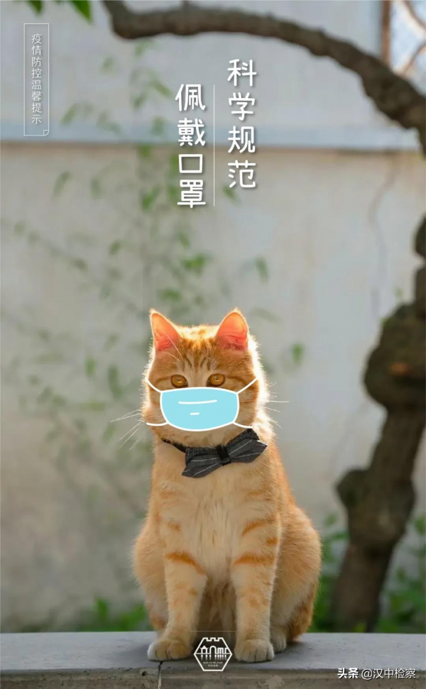 蘇州園林的貓，請求出戰！