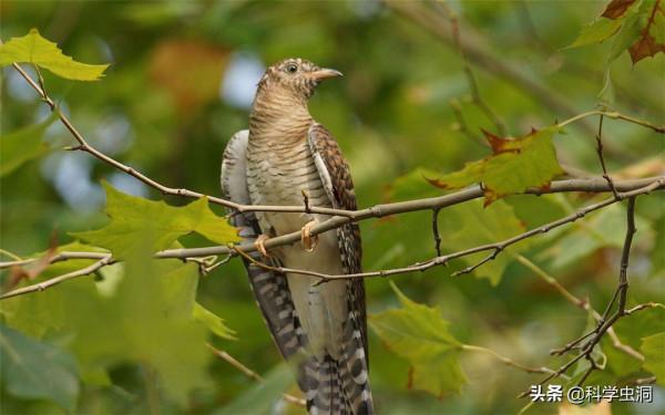 當鳥類發現自己養了一隻杜鵑的雛鳥時,它們會是什麼反應? 當鳥類發現自己養了一隻杜鵑的雛鳥時,它們會是什麼反應?