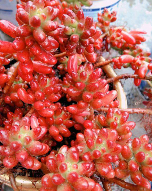 家裡養的“肉墩子”,掐個葉子就能活,1盆能變10多盆 家裡養的“肉墩子”,掐個葉子就能活,1盆能變10多盆