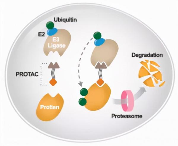 讓你的lncRNA擺脫miRNA的束縛(完結篇) 讓你的lncRNA擺脫miRNA的束縛(完結篇)