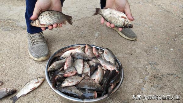 初春野釣鯽魚：深度分析，4種風向3種天氣，尋找最佳出釣時機