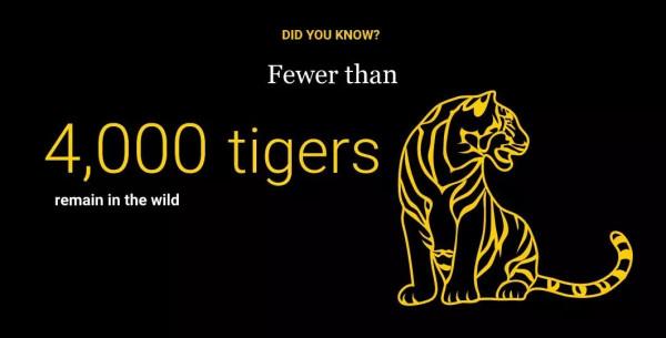 老虎不能經常洗，會掉色&lpar;shǎi&rpar;