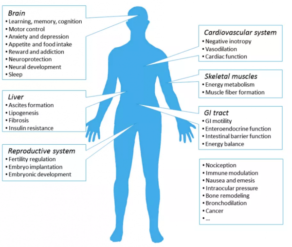 點亮大腦需幾步?北大李毓龍團隊持續突破探針開發 點亮大腦需幾步?北大李毓龍團隊持續突破探針開發