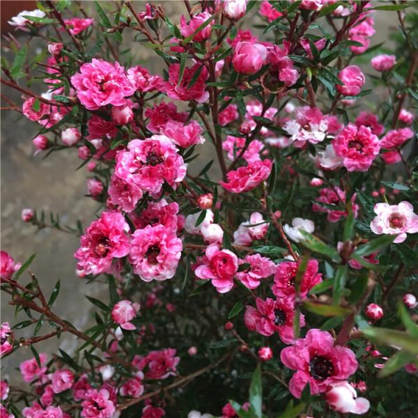 20種年宵花,高階又大氣,吉祥還旺財,現在買最便宜 20種年宵花,高階又大氣,吉祥還旺財,現在買最便宜