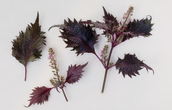 30元1斤，房前屋後撒把種子都能長很好，這種葉子會成為新商機嗎