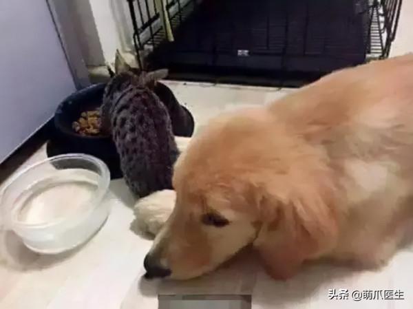 當社交NB症小貓咪進家後…主人：我造了什麼孽啊