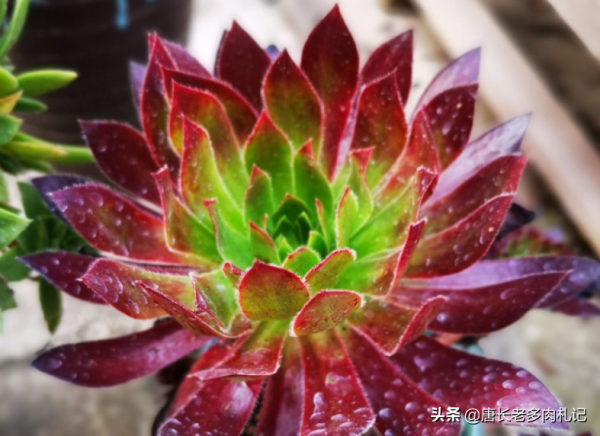 喜歡法師多肉的你還在養孔雀法師？不如扔了養一棵孔雀錦驚鴻法師