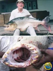 非洲虎魚,貪吃的肉食性動物 非洲虎魚,貪吃的肉食性動物