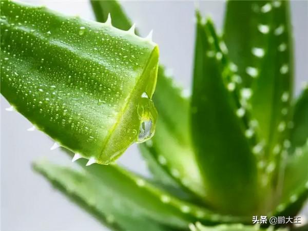 盤點幾種懶人花卉，不論在什麼樣的環境下，都可以很好的生長