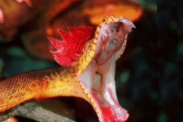 蛇身 雞頭還會飛，傳說中的《雞冠蛇》，原來它長這樣