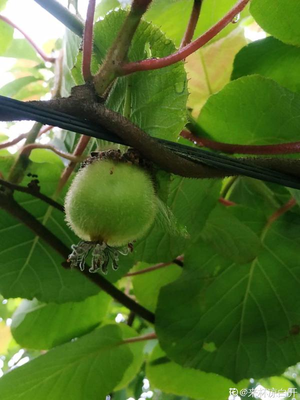 獼猴桃也能自己種？學好養殖，還你滿盆獼猴桃