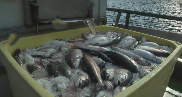 中國農民豐收節 水清魚躍忙增收 中國農民豐收節 水清魚躍忙增收