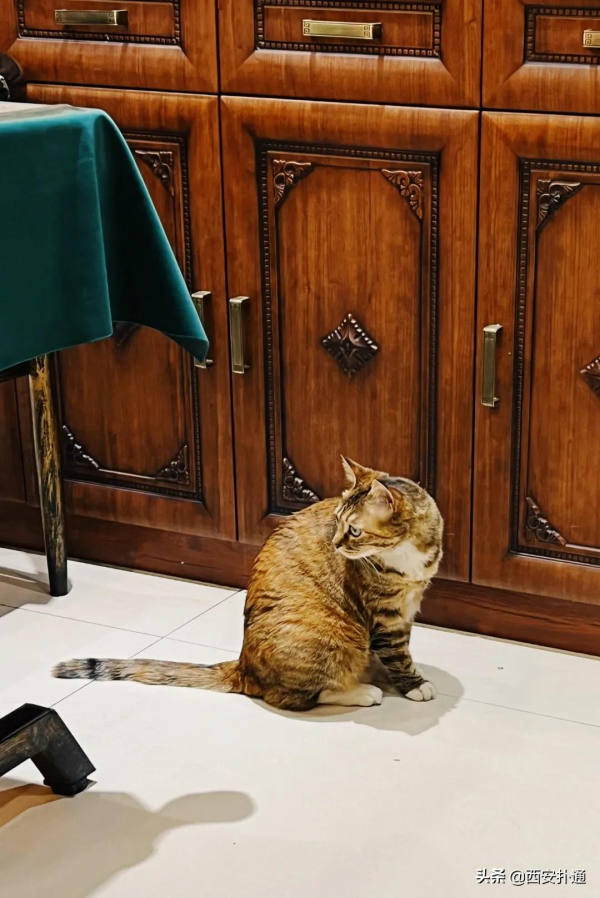 南稍門那家大盤雞重出江湖了！現在還好吃嗎？