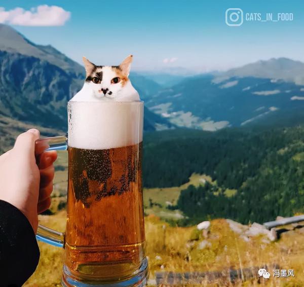 這樣的貓片，真下飯