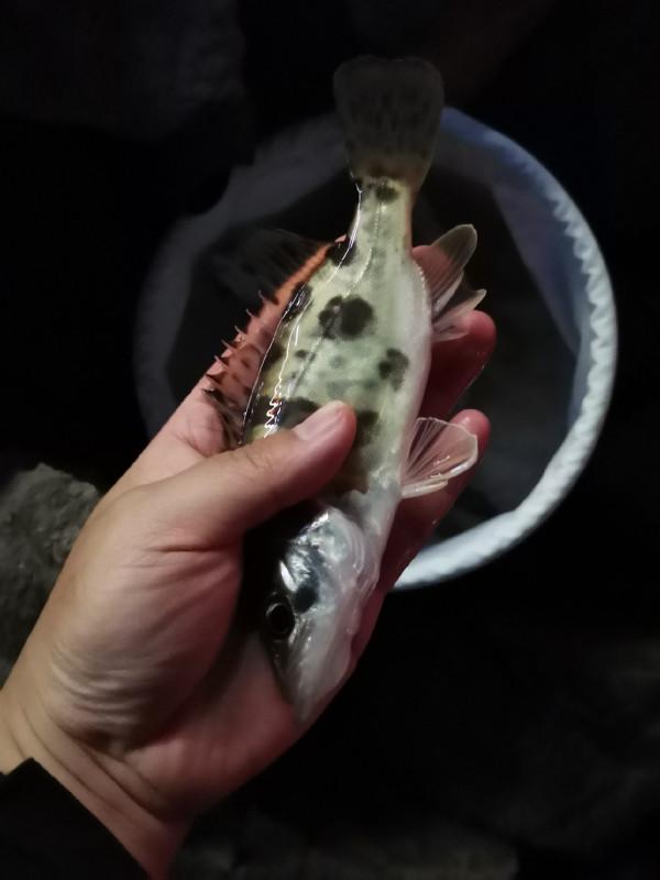 餌料未把魚兒引來卻招來不速之客，趕都趕不走……