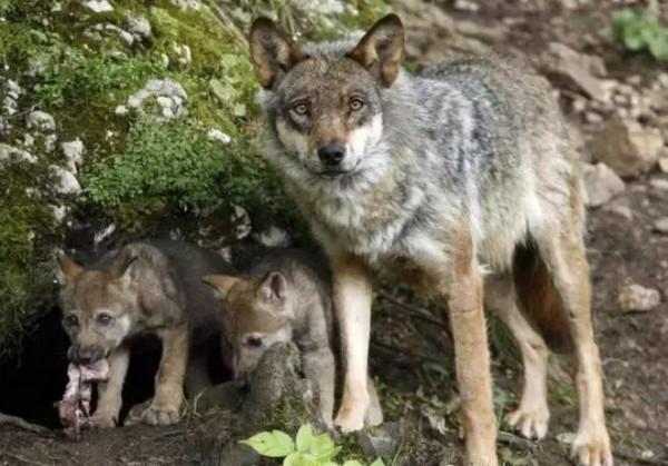 老人用豬頭，請狼群下山，守護全村太平