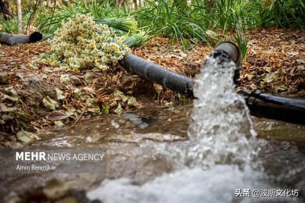 伊朗冬日波斯水仙盛開