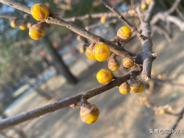 正月裡賞花過大年 正月裡賞花過大年