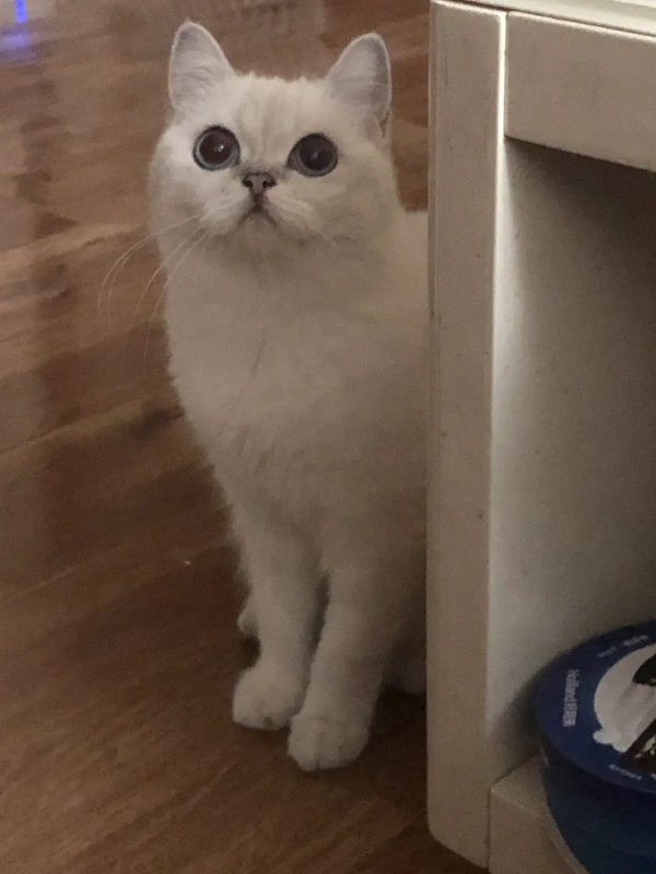 室友的貓它叫充電寶哈哈哈哈哈