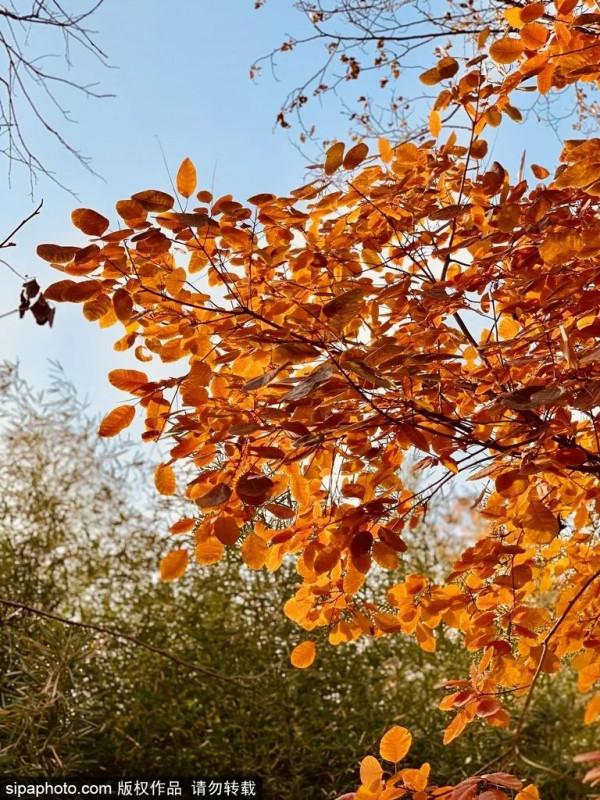 足足20家！北京最美秋色都在這裡了！不用人擠人！